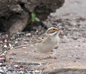 Clay colored SParrow 7386